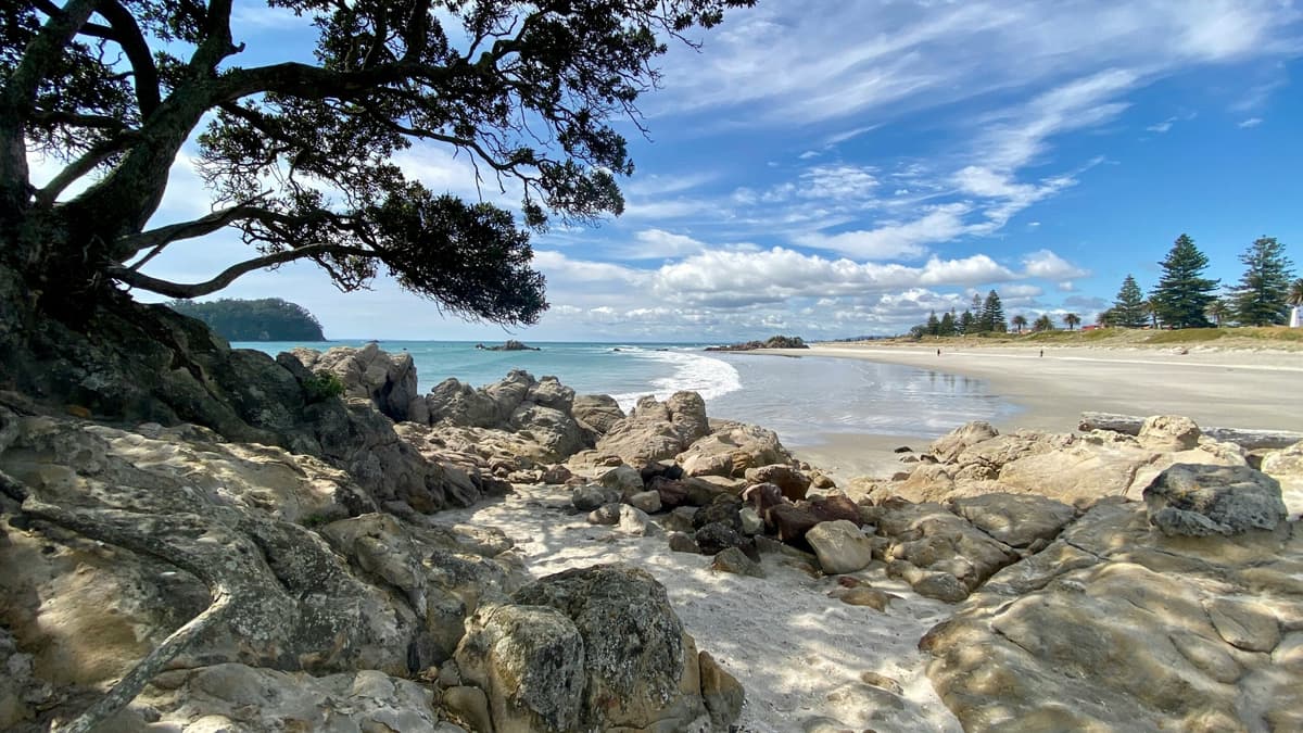 SEO Tauranga: Rank Higher and Get More Leads
